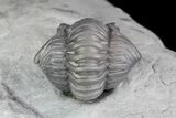 Enrolled Flexicalymene Trilobite Mounted on Cephalopod - Ohio #74731-3